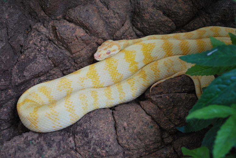 Darwin Python